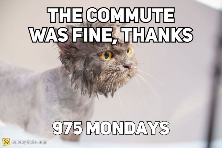 A very wet cat looking straight at the camera, captioned "The commute was fine, thanks", with 975 Mondays printed on it